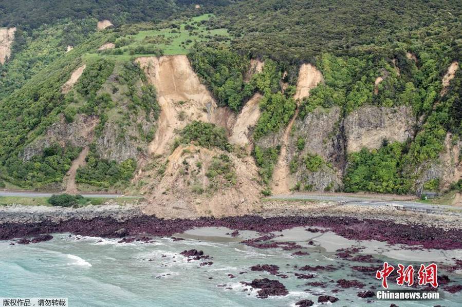 震撼一幕，强震致山体崩落，海豹集体跳海躲避的奇迹