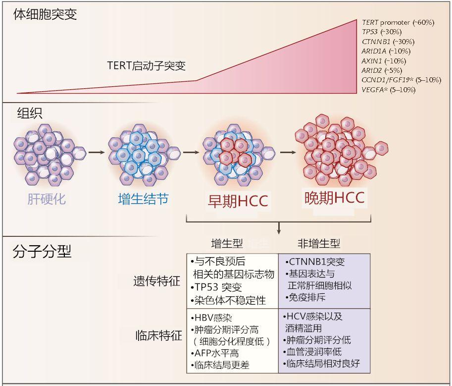 警钟长鸣，中国第一大肝病正侵袭年轻一代—乙肝的挑战与应对