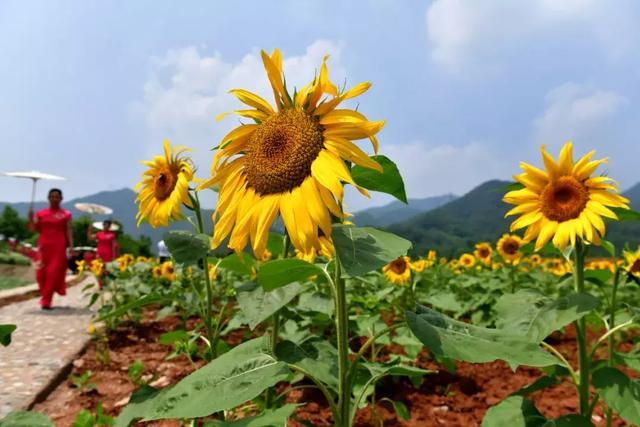 预计8月下旬，育儿补贴政策将陆续开放申领
