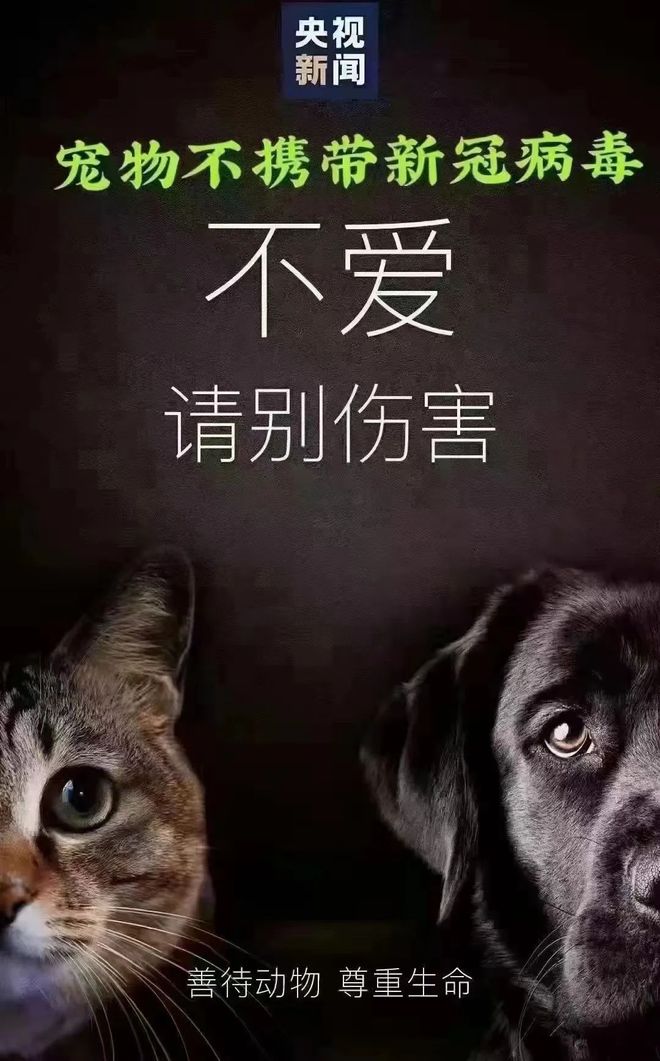 曝光虐猫者反被告，网络正义与法律边界的碰撞
