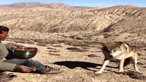男子无人区投喂狼反遭背刺，一次惊心动魄的野生动物遭遇