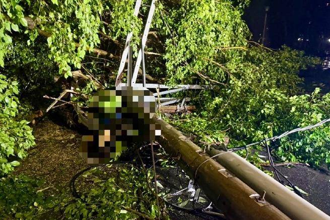 悲剧一瞬，三女子贵州避暑购房，遭大树砸落不幸身亡