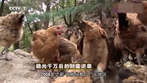 村民离婚案，29只鸡的分家风波