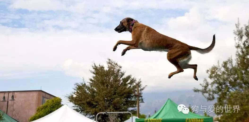 狗狗的非凡壮举，意外之交—叼回一只豹猫幼崽的温馨故事