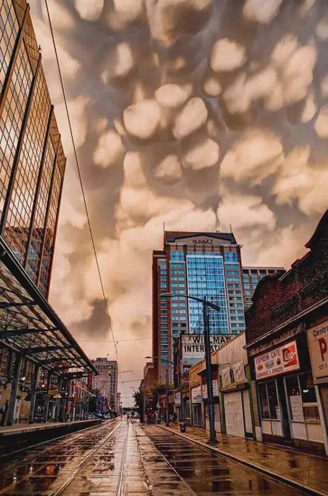 惊现都市奇观，上海一小区居民遛起北美赤狐
