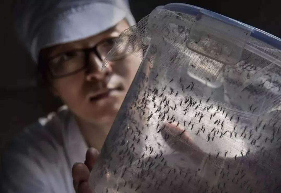 4000万只绝育雄蚊出战，一场生物防治的绿色革命
