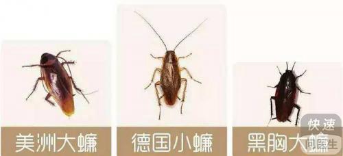 90后非遗手作人，手搓点翠大蟑螂，传承与创新的火花