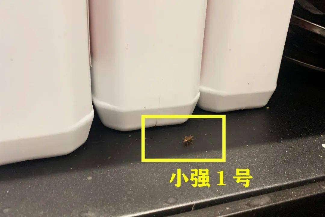 奶茶惊现蟑螂，蜜雪冰城被索赔1000元，食品安全与消费者权益的警钟