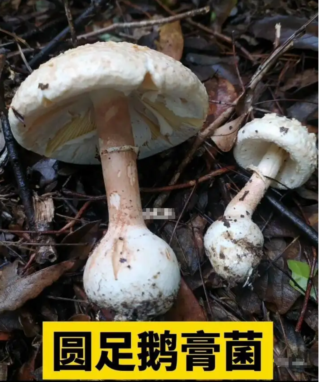 悲剧的警钟，一家9口误食鹅膏菌中毒事件