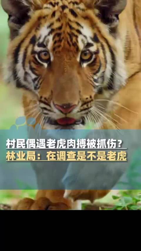 湖北一村民遭遇老虎袭击事件，当地政府迅速通报，共筑安全防线