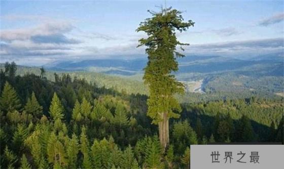 探秘稀有奇珍，二手平台上的南极地衣—100年仅长1毫米的奇迹
