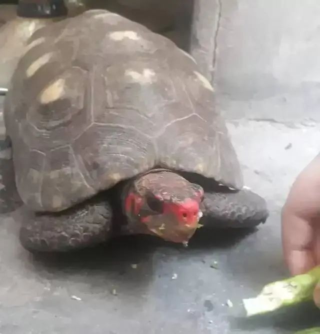 失踪的宠物龟，爱与奇迹的回归