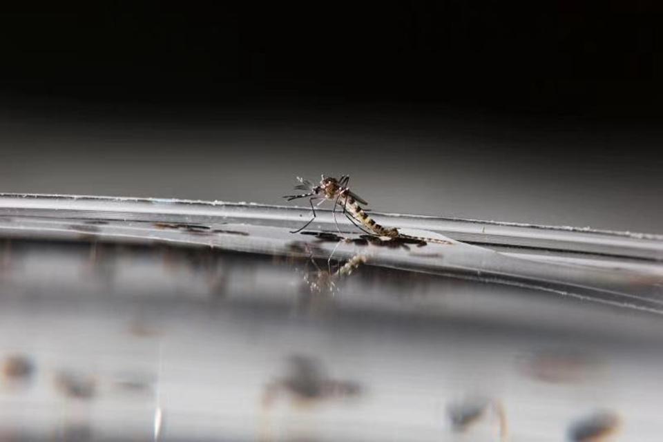 4000万只绝育雄蚊出战，一场生物防治的绿色革命