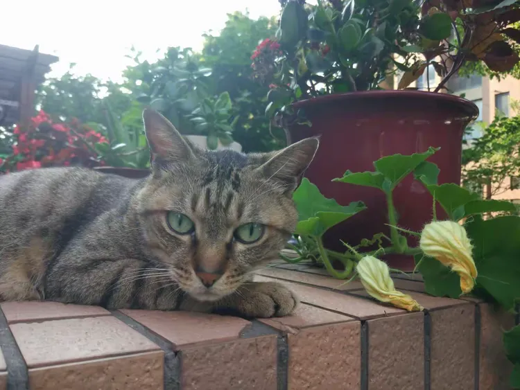 猫缘奇事，三万金镯子的垃圾桶奇遇