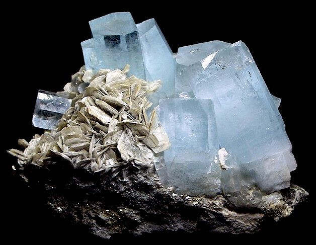 探秘自然界的瑰宝，华丽巨蚊的奥秘