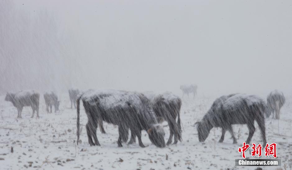 奇景再现，新疆阿勒泰7月底突降大雪，当地政府及时回应暖人心