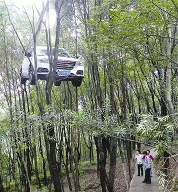 女子飞车上树，新能源汽车的失控之旅与警方回应