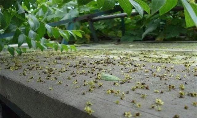 台风杨柳肆虐，大暴雨与特大暴雨的严峻考验