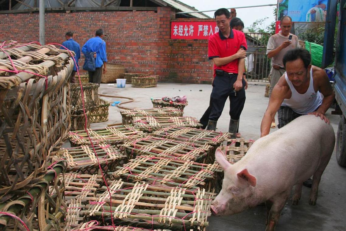 猪价跌入6元时代，市场波动下的养殖业挑战与应对策略