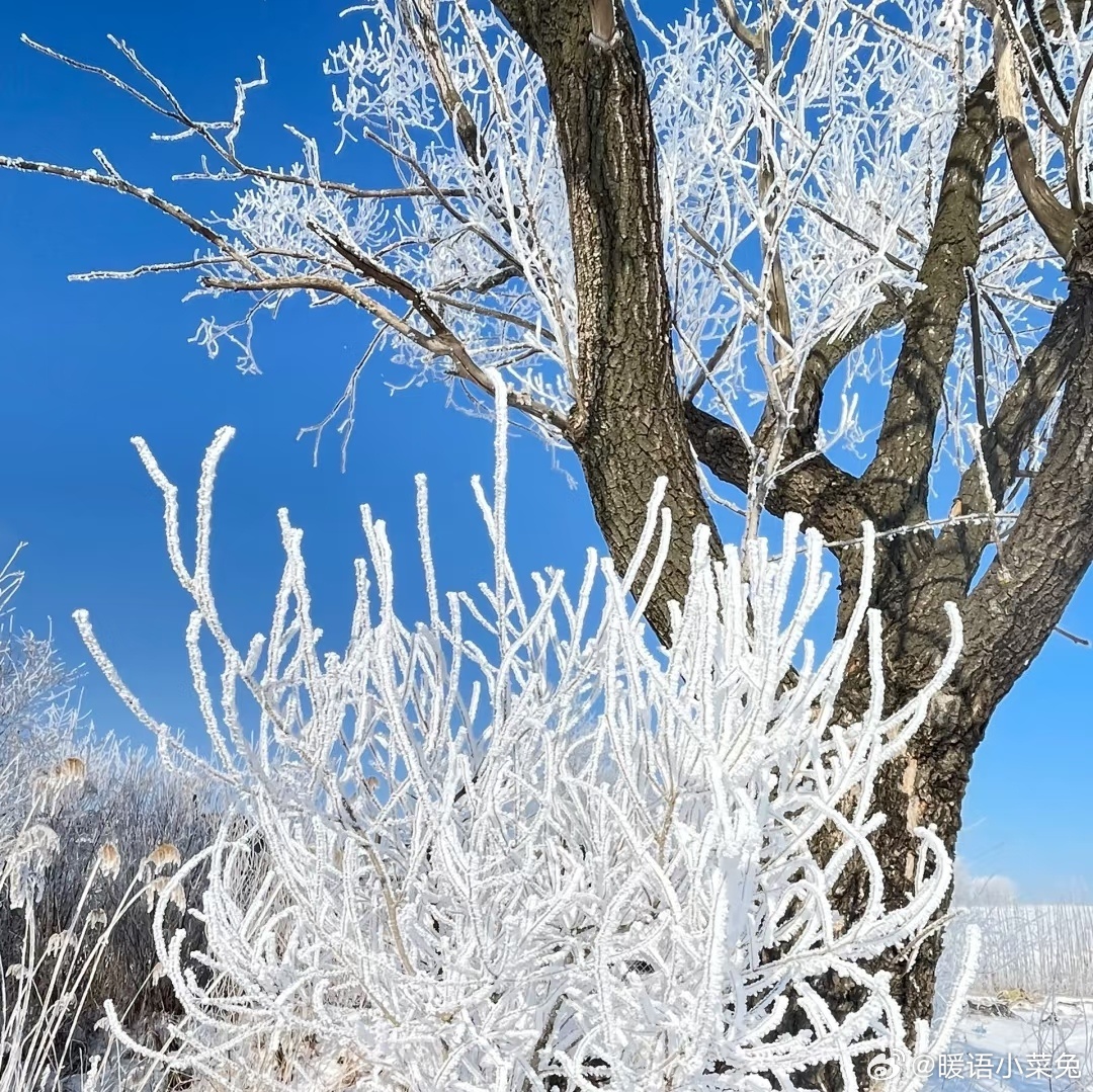 网友镜头下的北京冰河时代，一场冬日奇观的记录与思考