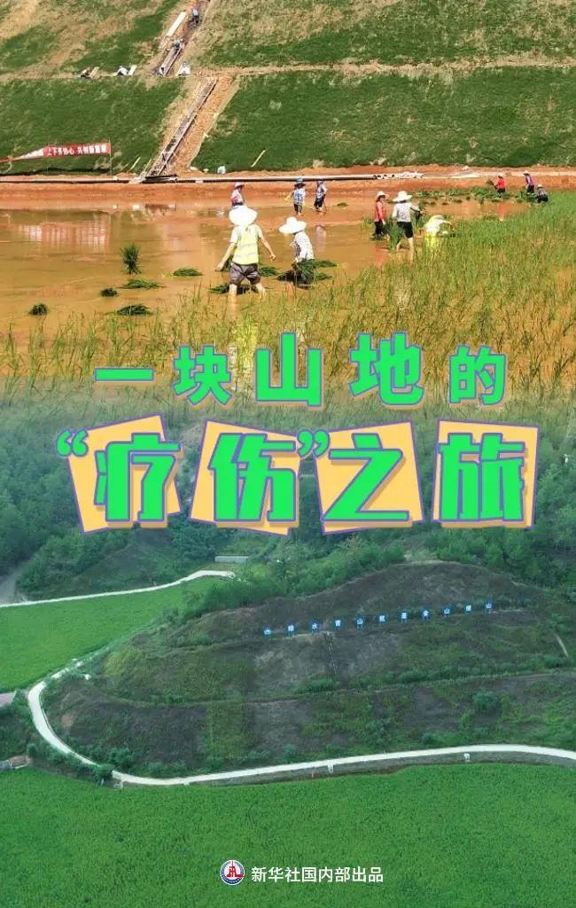 河南多地遭小白虫侵袭，一场突如其来的生态挑战