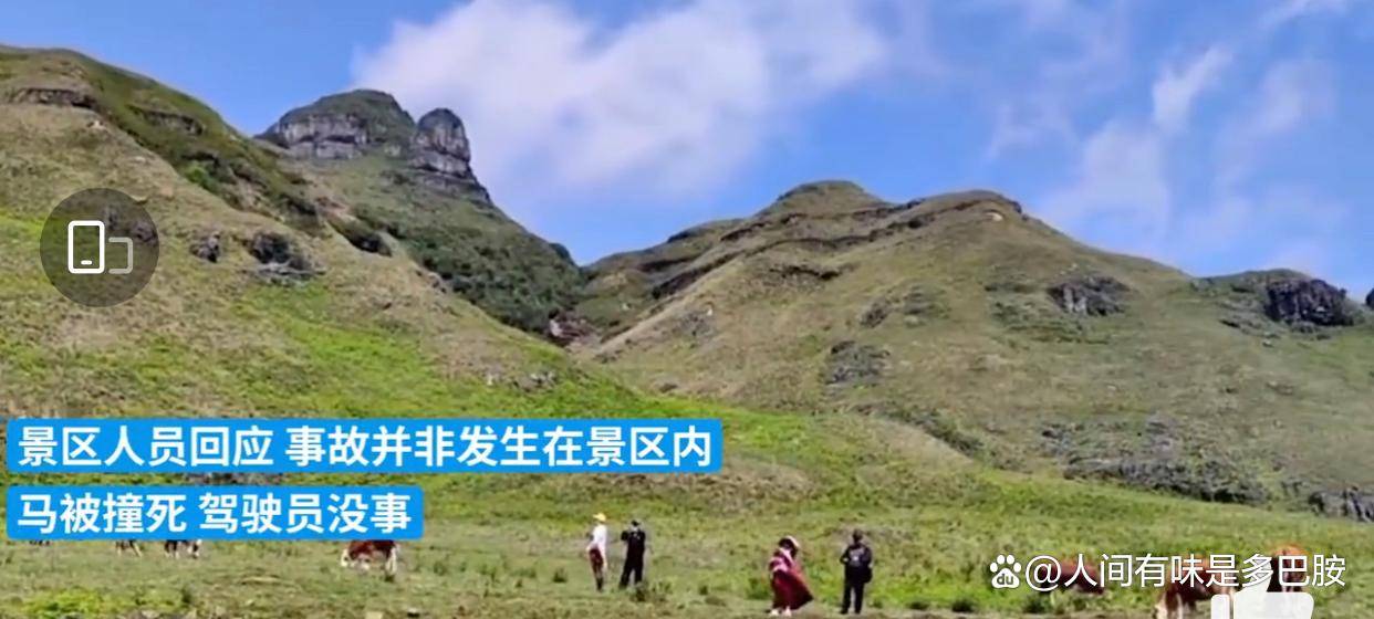 交警权威回应，游客自驾游意外撞死6匹马事件详解