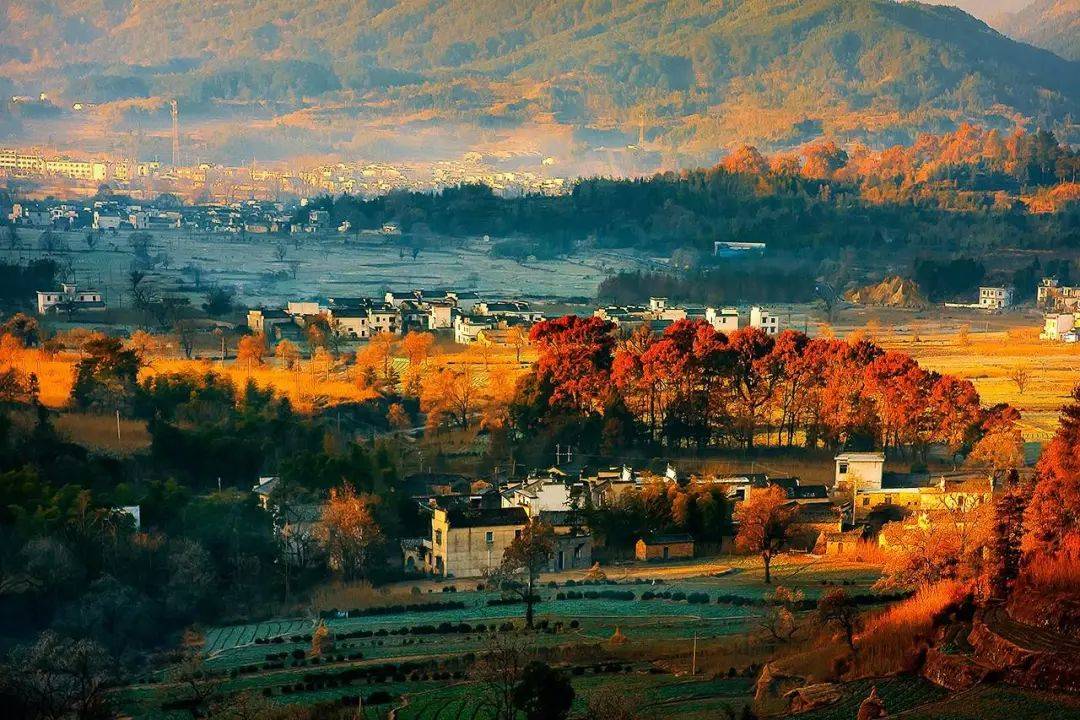 北京秋花盛放，绚烂秋色中的诗意画卷