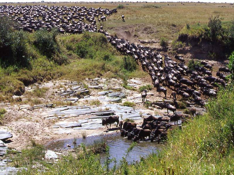 养殖场紧急回应，螃蟹越狱事件—一场意外的生态迁徙