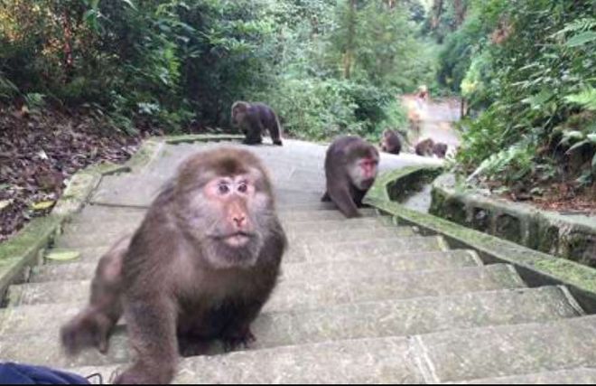 警方辟谣，峨眉山猴子并未被击毙