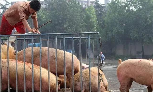 羽毛球价格涨疯，背后推手竟是猪肉？
