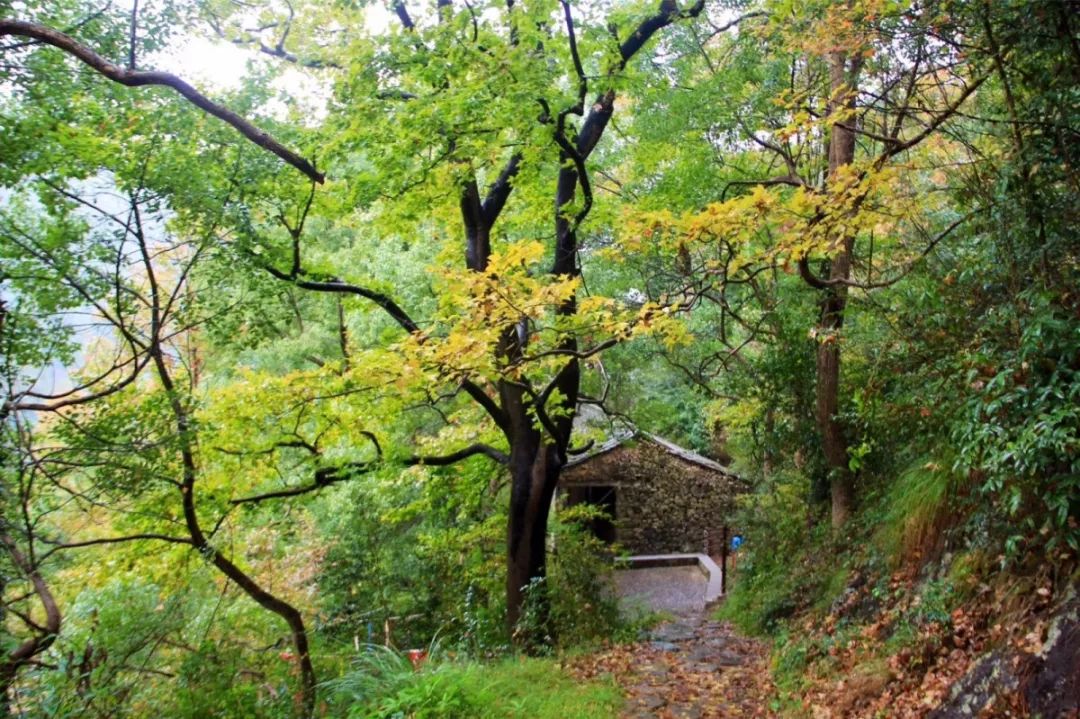 北京秋花盛放，绚烂秋色中的诗意画卷