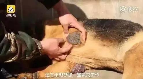 男子因不满13条狗半夜扰民，毒杀9只犬只终获刑