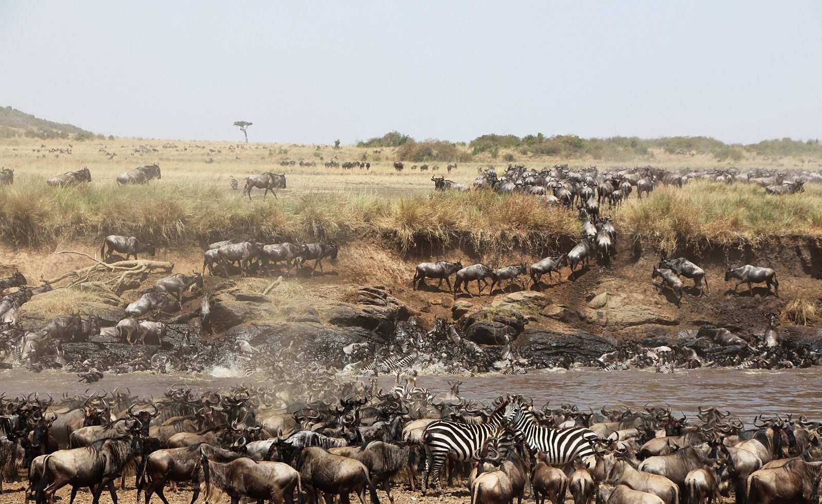 养殖场紧急回应，螃蟹越狱事件—一场意外的生态迁徙