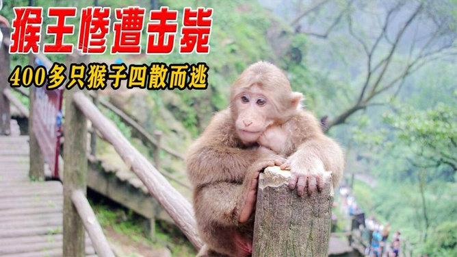 警方辟谣，峨眉山猴子并未被击毙
