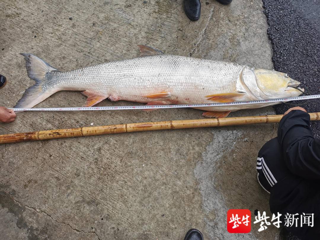 男子背负巨鳡，79斤鳡鱼在闹市中的非凡之旅