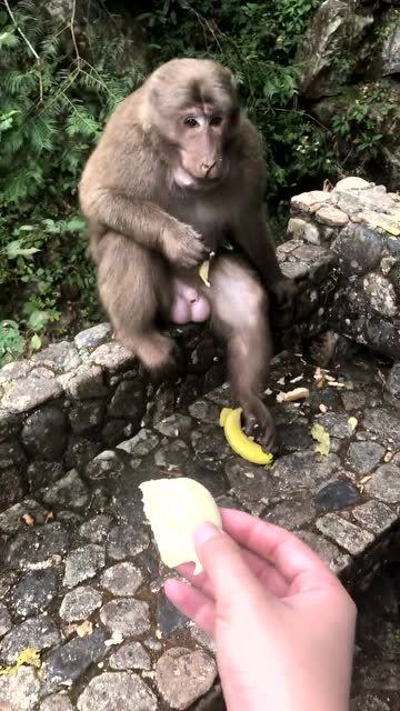 警方辟谣，峨眉山猴子并未被击毙