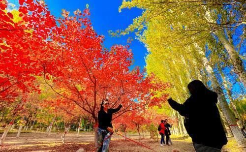 北京秋花盛放，绚烂秋色中的诗意画卷