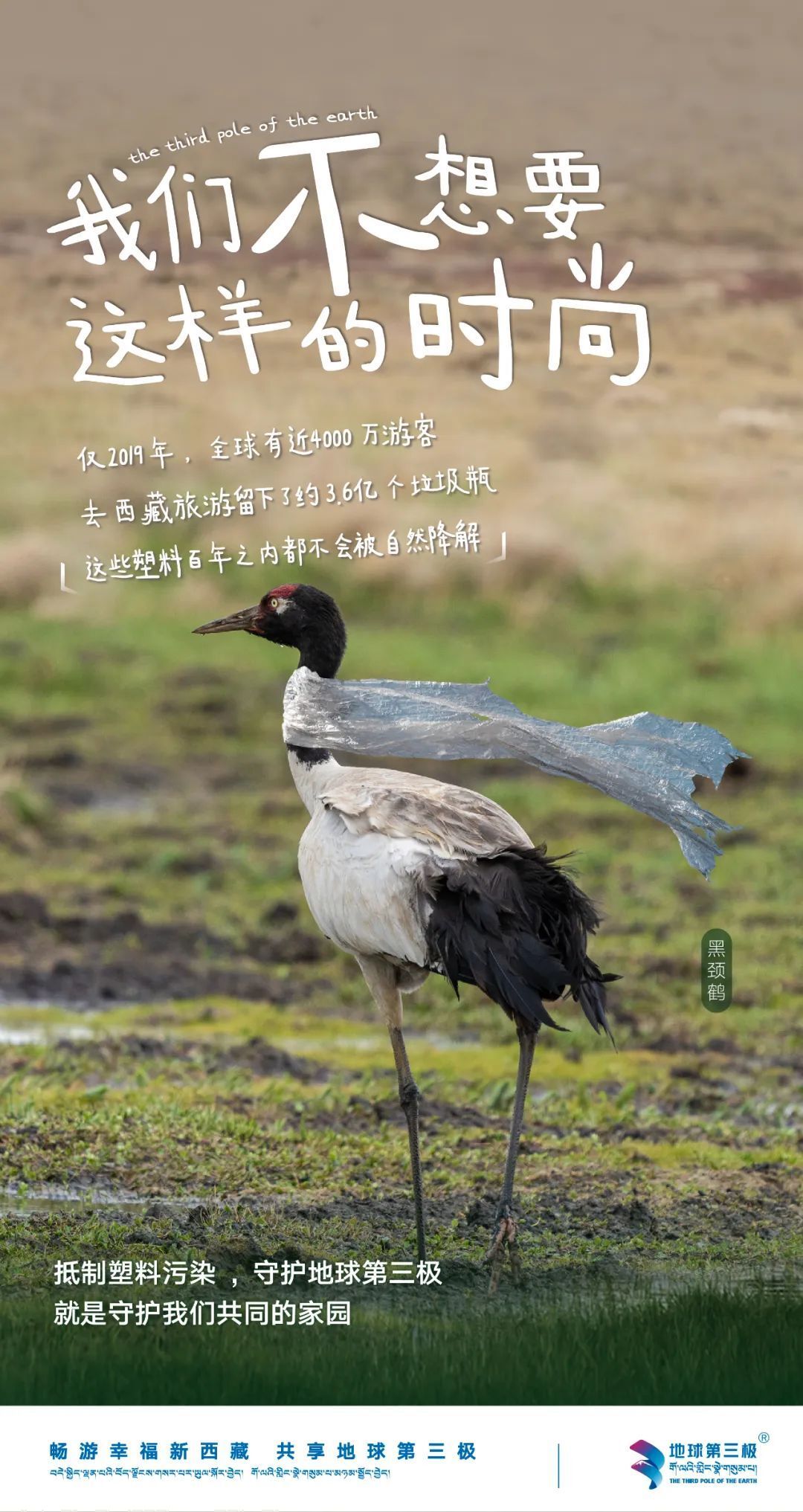 河南多地遭小白虫侵袭，一场突如其来的生态挑战