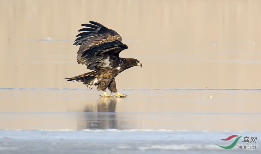 探秘海雕之翼，揭秘特种飞机空中帅府的非凡之旅