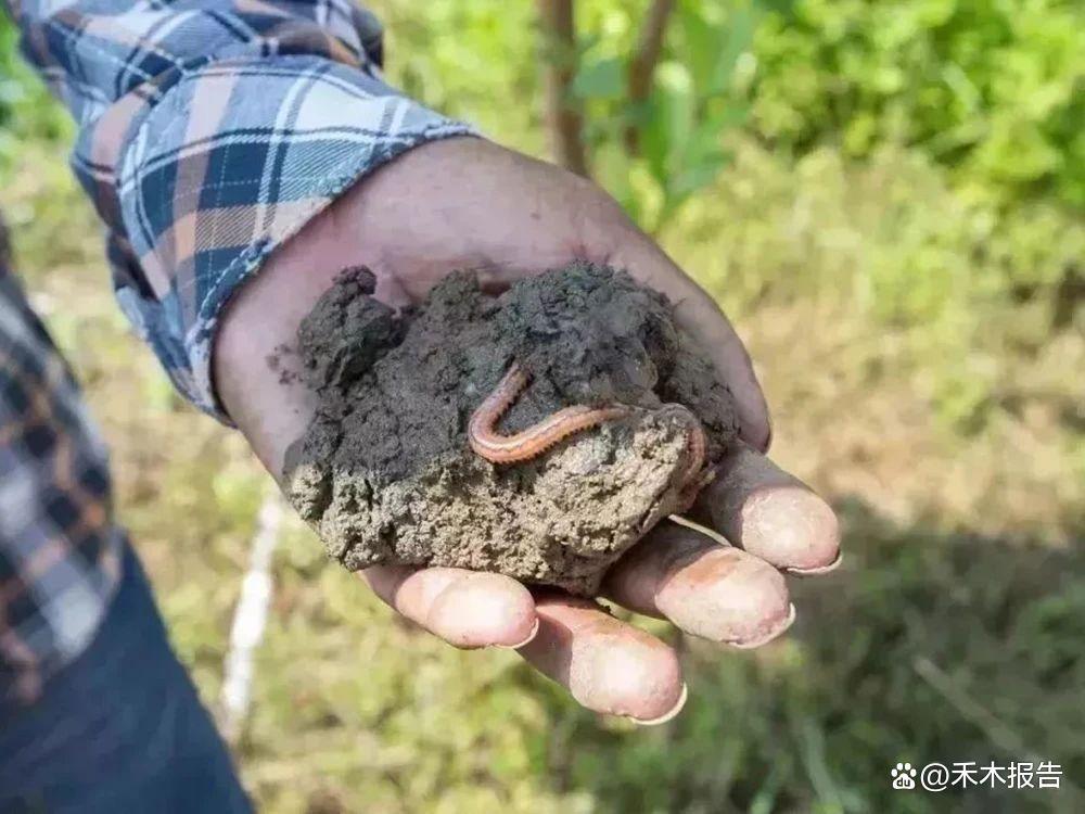 田野间的青春印记，这群年轻人为何钟情于田里数虫子？