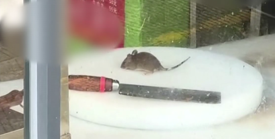 广州奇闻，市民家中惊现鼠条—城市与自然的奇妙邂逅