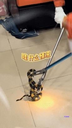 深圳市区惊现剧毒银环蛇，城市生态与安全的警钟