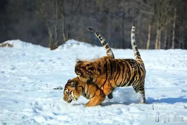 东北虎二埋汰更脏了，园方回应与公众关注