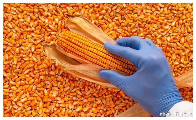 AI误判玉米片为枪械,一场乌龙引发的警车大游行 AI误判玉米片为枪械,一场乌龙引发的警车大游行