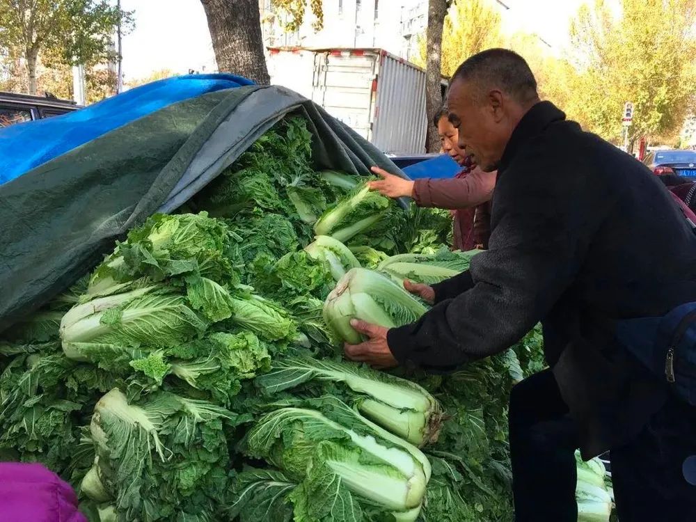 东北人囤秋菜，一场温暖而热闹的秋日盛宴