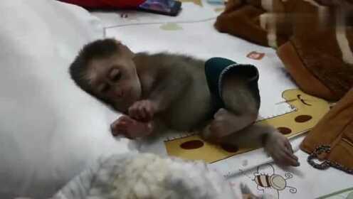 男子回酒店惊见，猴子端庄坐于床上的奇遇记