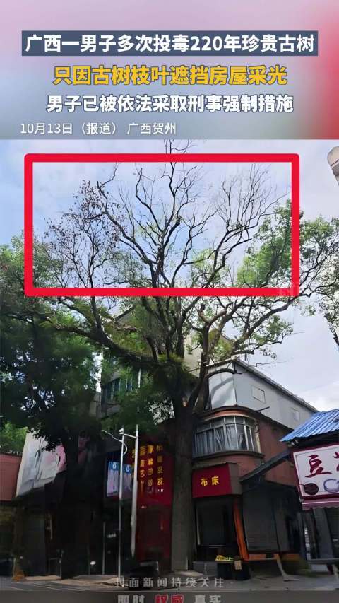 男子多次给220年古树投毒被控制，一场人与自然的伦理拷问