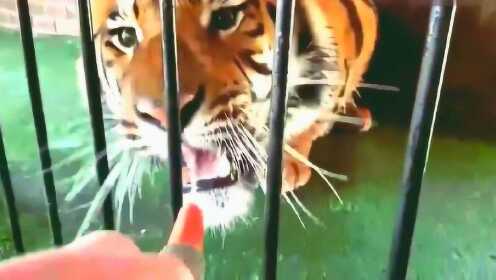 动物园回应,老虎咬水管一动不动,背后的真相与安全措施 动物园回应,老虎咬水管一动不动,背后的真相与安全措施