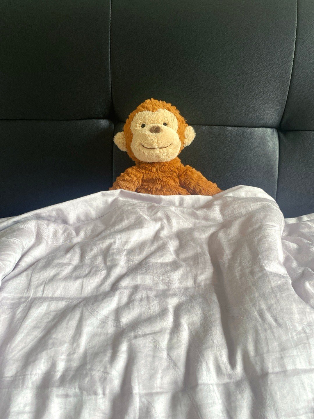 男子回酒店惊见，猴子端庄坐于床上的奇遇记