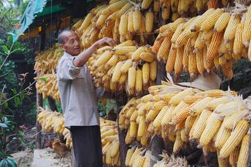 村民情深，农民突发脑溢血，上百村民齐心协力共收玉米